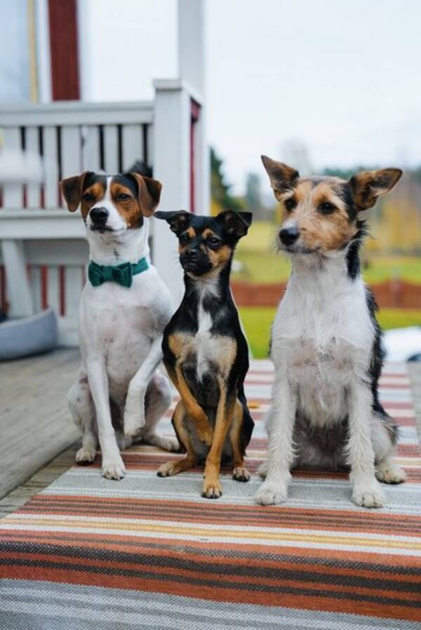 Hund - Dansk Svensk Gårdshund Hund - Dansk Svensk Gårdshund