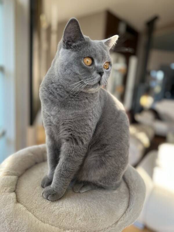 Katt - Brittisk korthårig Katt - Brittisk korthårig