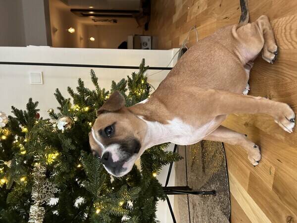 Hund - Happy