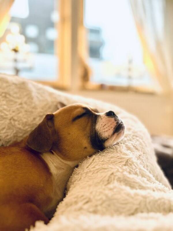 Hund - Happy