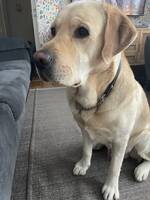 Labrador 