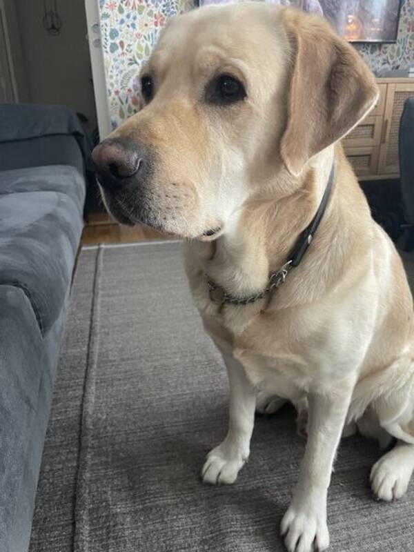 Hund - Labrador  Hund - Labrador
