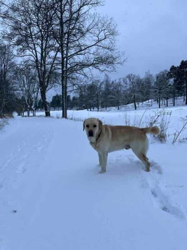 Hund - Labrador  Hund - Labrador