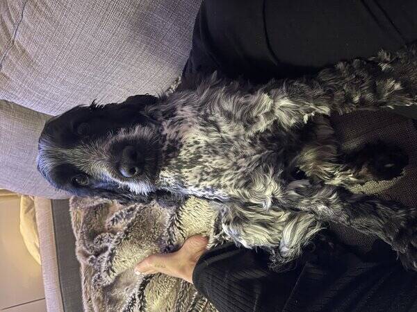 Hund - Cocker spaniel Hund - Cocker spaniel