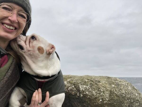 Hund - Engelsk bulldog