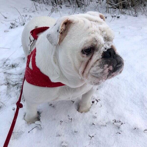 Hund - Engelsk bulldog