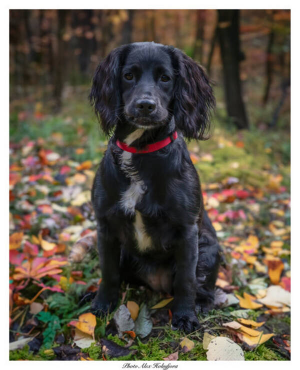 Hund - Pia Jaktcocker på 11mnd  Hund - Pia Jaktcocker på 11mnd