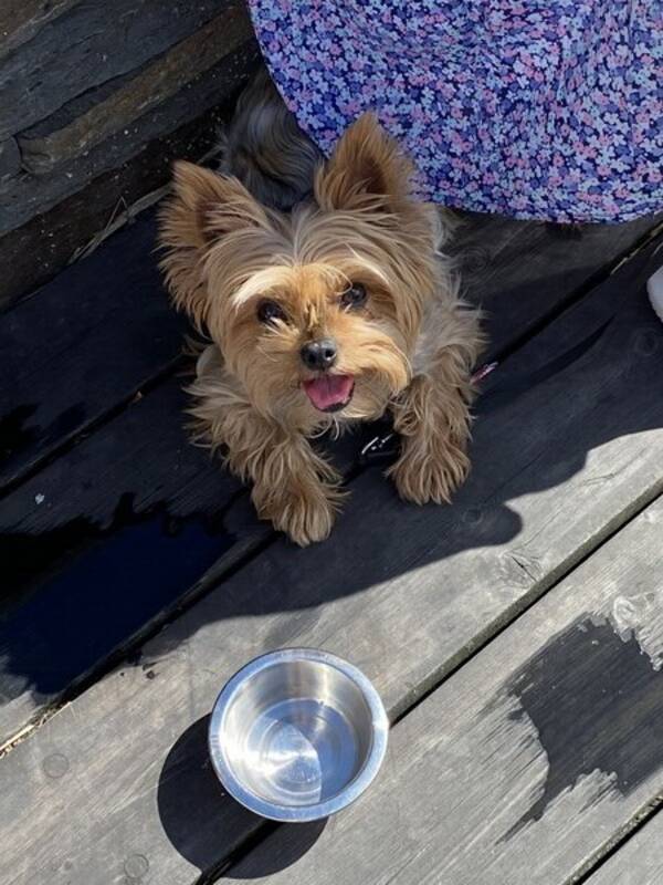 Hund - Yorkie Lucy