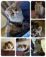 Katten Molli.