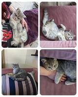 Katten Leopold.