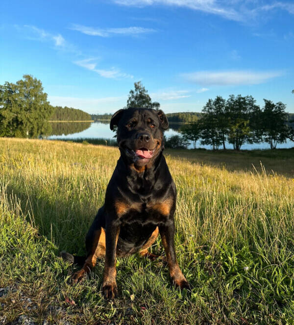Hund - Rottweilern Vildis