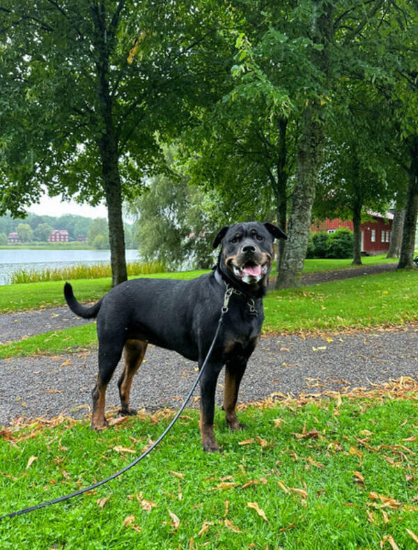 Hund - Rottweilern Vildis