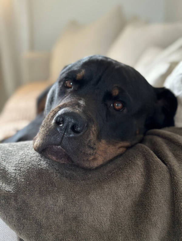 Hund - Rottweilern Vildis