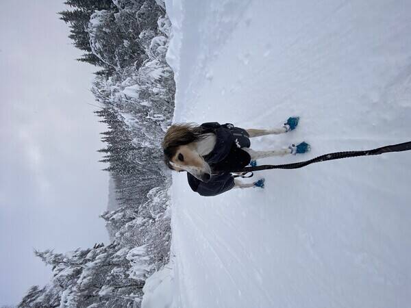 Hund - Saluki