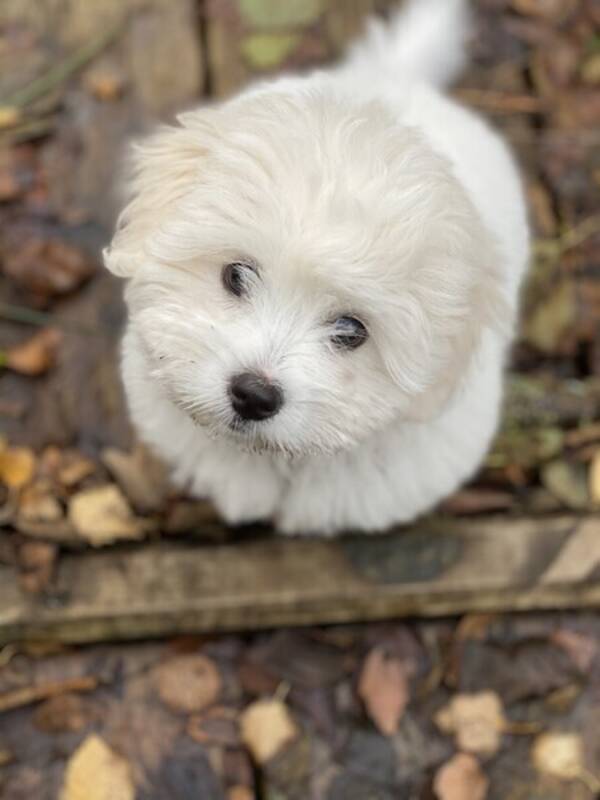 Hund - Lexi Cotton De Tulear