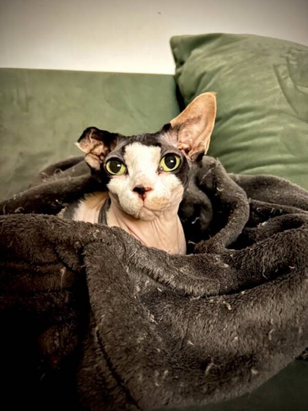 Katt - Sphynx Hini