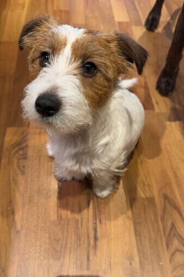 Hund - Jack Russell Terrier
