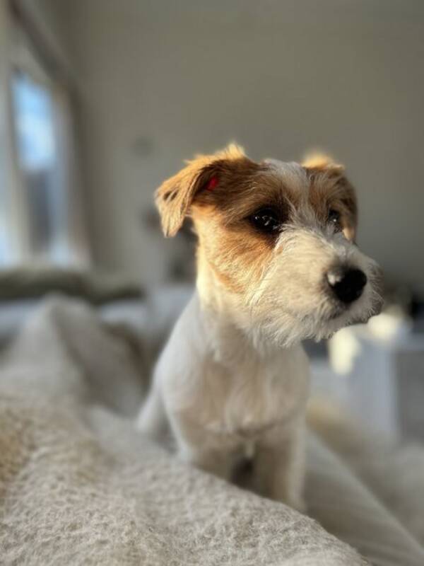 Hund - Jack Russell Terrier