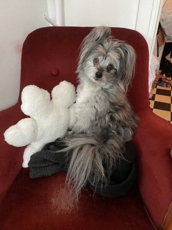 Hund - Teddy Bear Hund - Teddy Bear