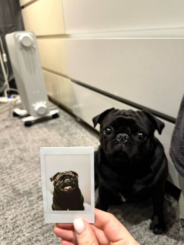 Hund - Mops, Marcy