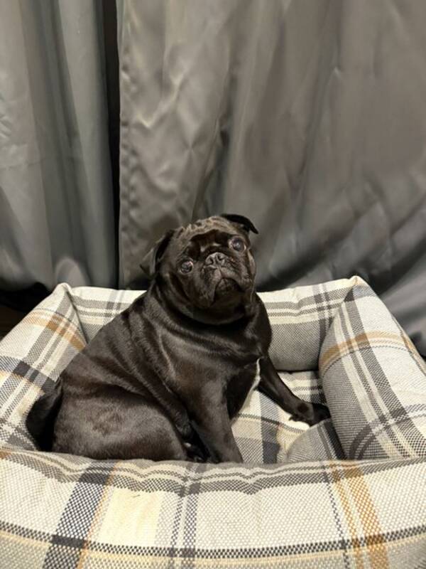 Hund - Mops, Marcy