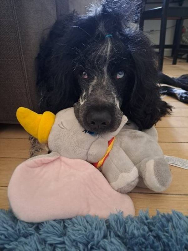 Hund - Nisse - Portugisisk vattenhund