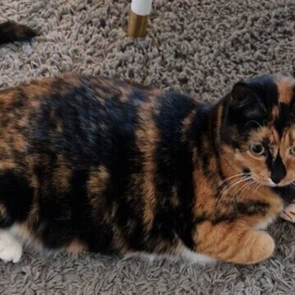 Katt - Katten Lucia 
