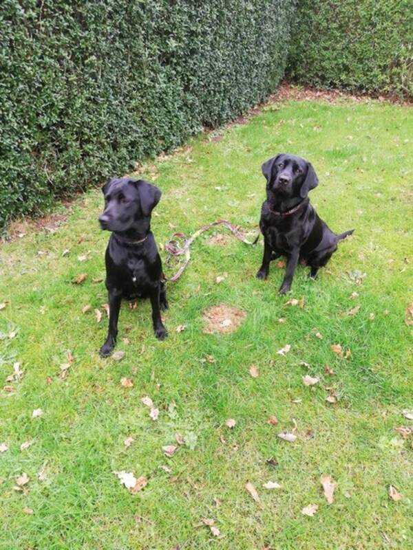 Hund - Labradors Enya og Freya