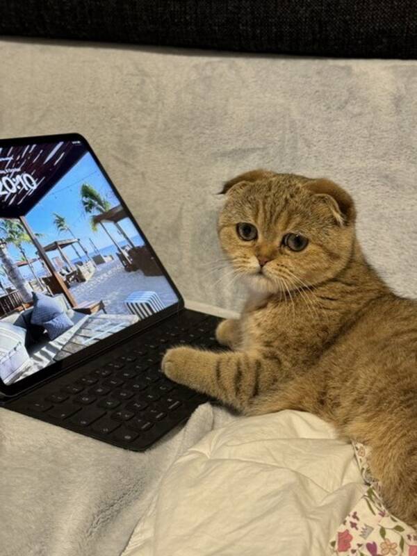 Katt - Jobber på pc Katt - Jobber på pc