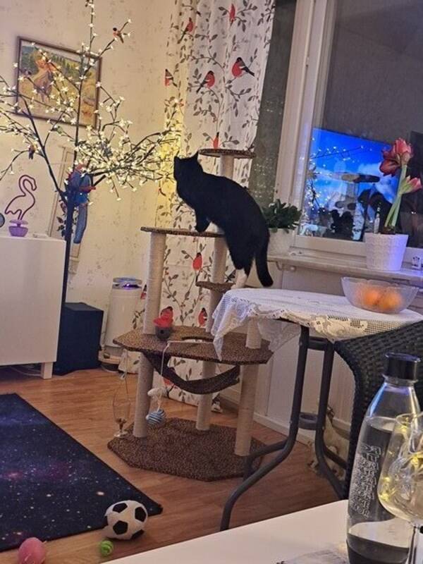 Katt - Katten Elvis