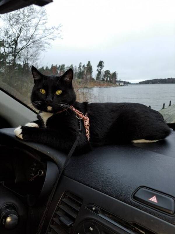 Katt - Katten Elvis