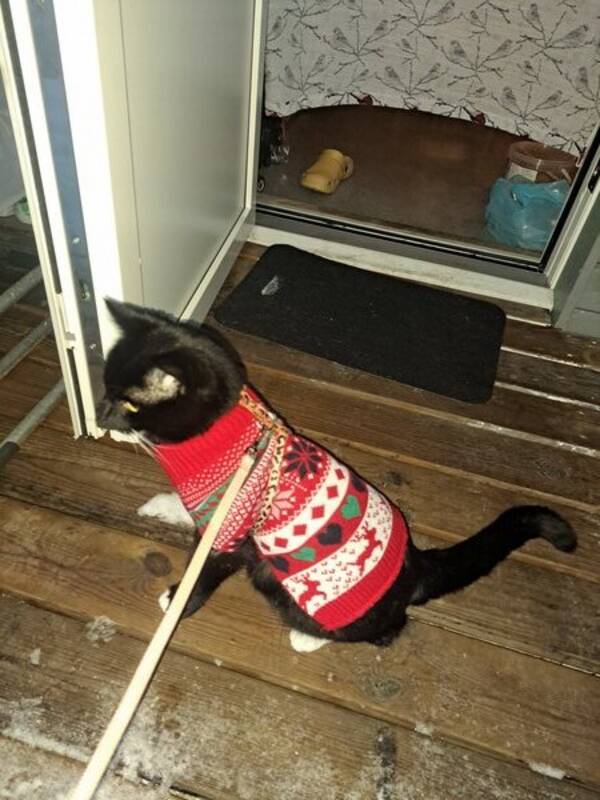 Katt - Katten Elvis