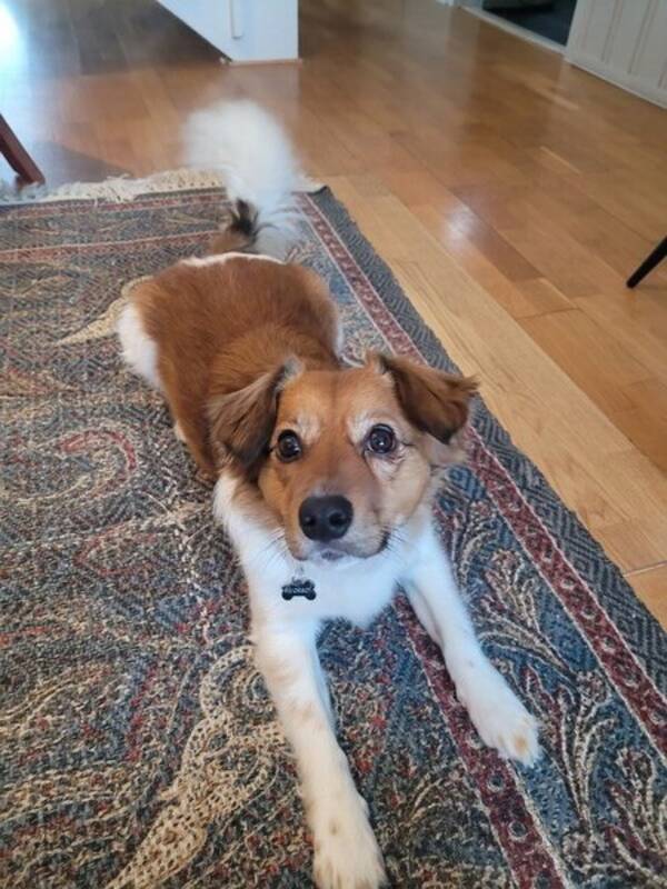 Hund - Lucas - dansk svensk grdshund 