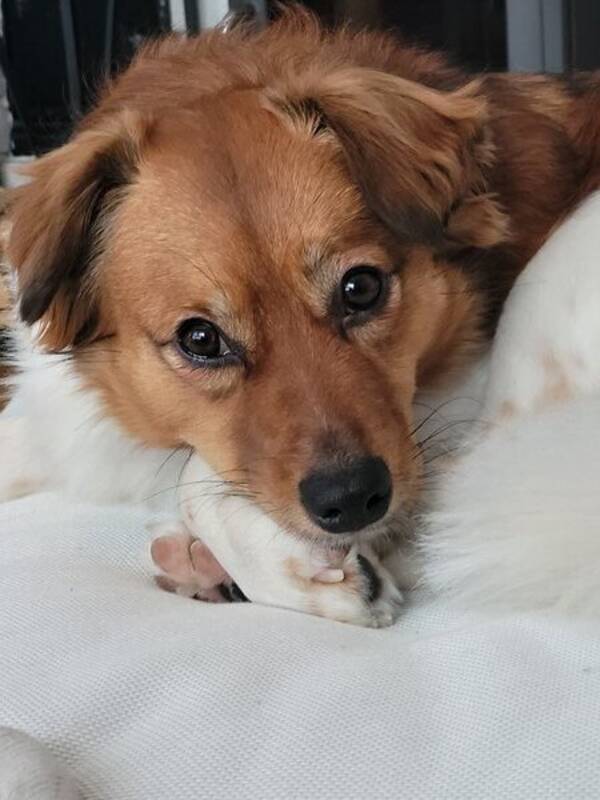 Hund - Lucas - dansk svensk grdshund 