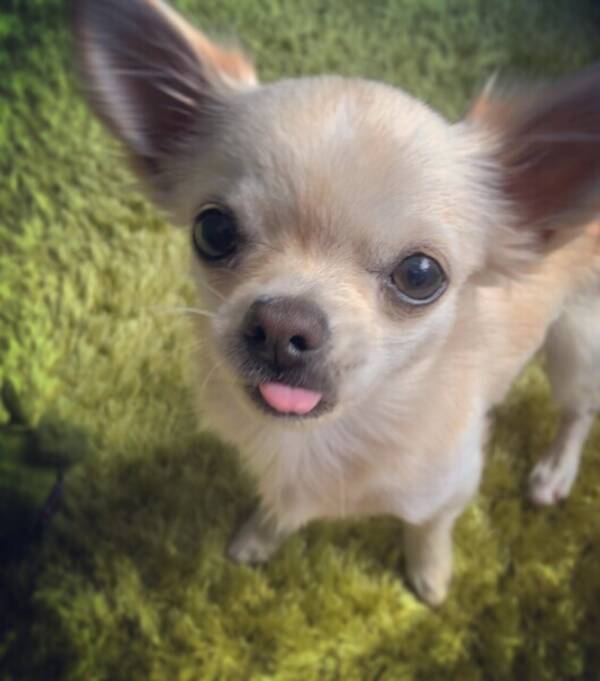 Hund - Albin  Hund - Albin