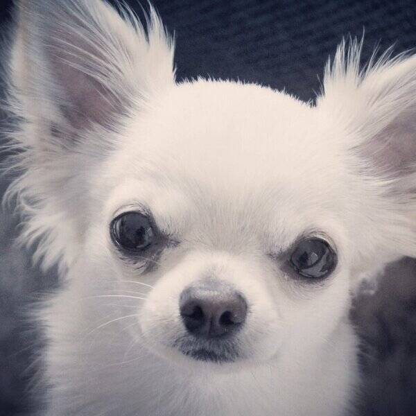 Hund - Albin  Hund - Albin