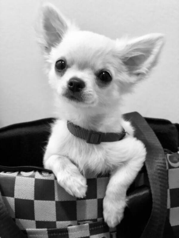 Hund - Albin  Hund - Albin