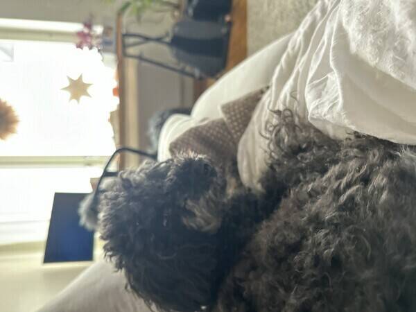 Hund - Pudeln Moxie