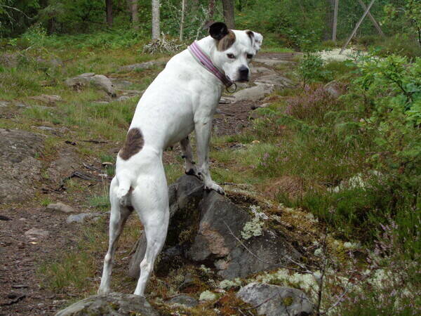 Hund - Amerikansk bulldog, Klara