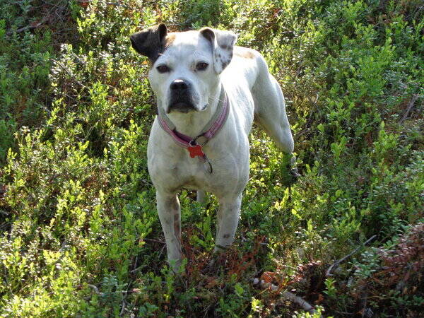 Hund - Amerikansk bulldog, Klara