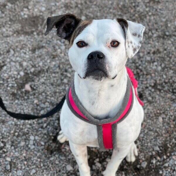 Hund - Amerikansk bulldog, Klara