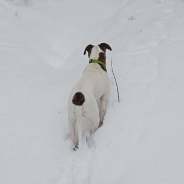 Hund - Amerikansk bulldog, Lester