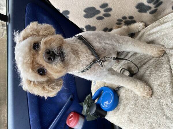 Hund - Sigge liten vovve