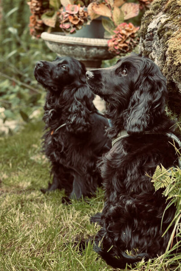 Hund - Engelsk cocker spaniel 