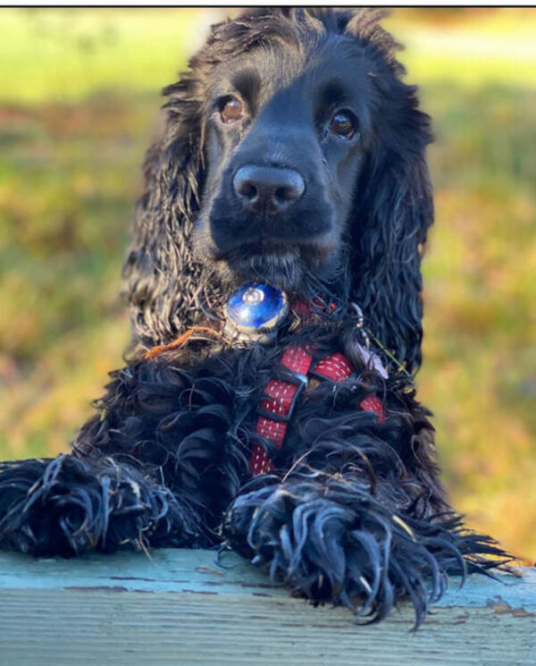 Hund - Engelsk cocker spaniel 
