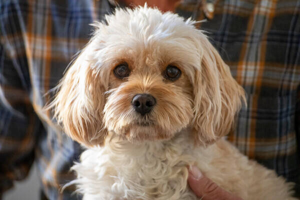 Hund - Cavapoo Poppy 
