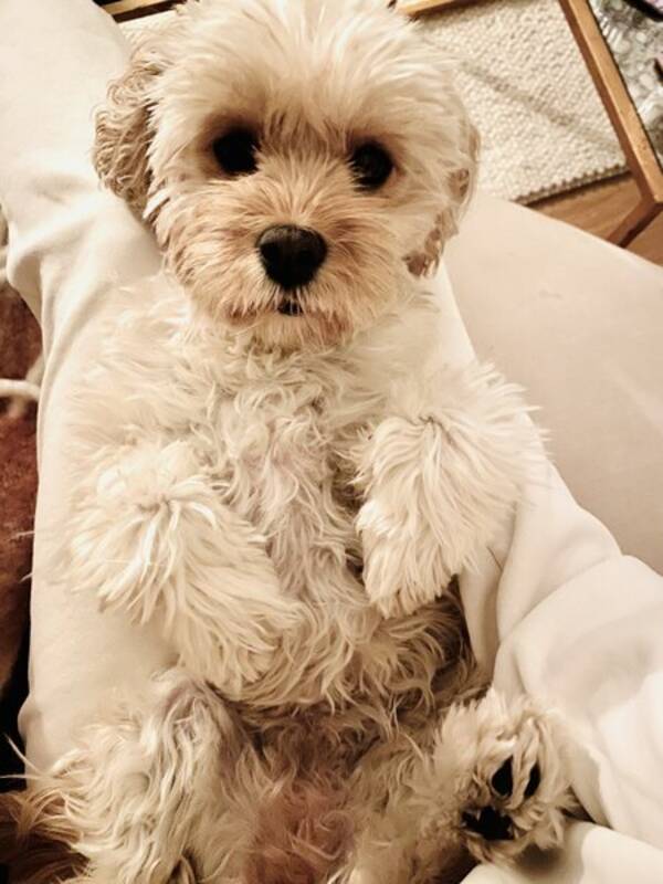 Hund - Cavapoo Poppy 