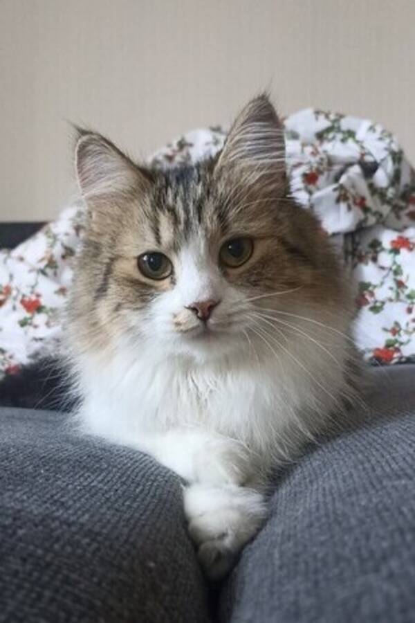 Katt - Rusja