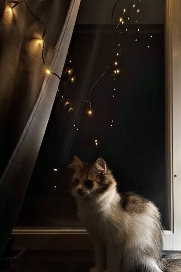Katt - Rusja