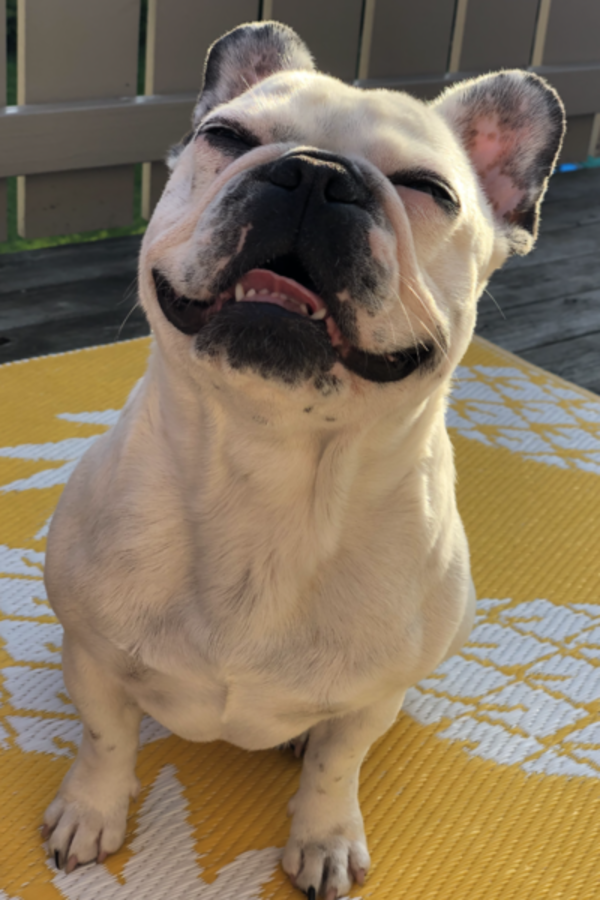 Hund - Fransk bulldog